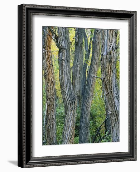 Narrowleaf Cottonwoods Along Hendry's Creek, Snake Rang, Humboldt National Forest, Nevada, Usa-Scott T. Smith-Framed Photographic Print