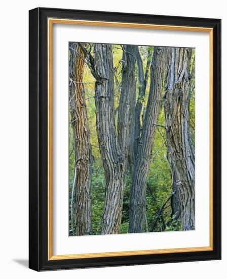 Narrowleaf Cottonwoods Along Hendry's Creek, Snake Rang, Humboldt National Forest, Nevada, Usa-Scott T. Smith-Framed Photographic Print