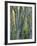 Narrowleaf Cottonwoods Along Hendry's Creek, Snake Rang, Humboldt National Forest, Nevada, Usa-Scott T. Smith-Framed Photographic Print