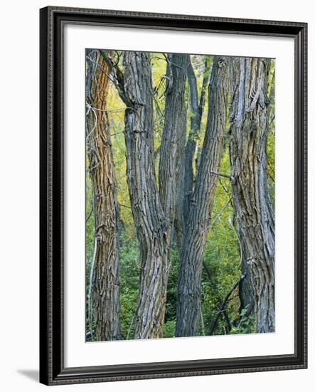 Narrowleaf Cottonwoods Along Hendry's Creek, Snake Rang, Humboldt National Forest, Nevada, Usa-Scott T. Smith-Framed Photographic Print