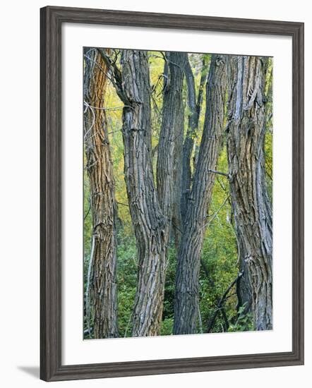 Narrowleaf Cottonwoods Along Hendry's Creek, Snake Rang, Humboldt National Forest, Nevada, Usa-Scott T. Smith-Framed Photographic Print