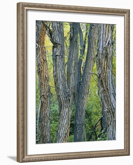 Narrowleaf Cottonwoods Along Hendry's Creek, Snake Rang, Humboldt National Forest, Nevada, Usa-Scott T. Smith-Framed Photographic Print