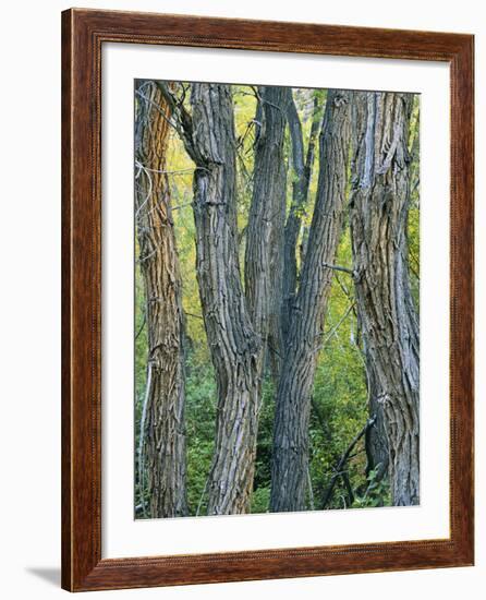 Narrowleaf Cottonwoods Along Hendry's Creek, Snake Rang, Humboldt National Forest, Nevada, Usa-Scott T. Smith-Framed Photographic Print