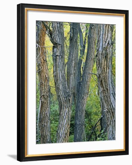 Narrowleaf Cottonwoods Along Hendry's Creek, Snake Rang, Humboldt National Forest, Nevada, Usa-Scott T. Smith-Framed Photographic Print