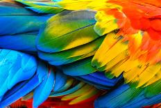 Close up of Scarlet Macaw Bird's Feathers-Narupon Nimpaiboon-Mounted Photographic Print