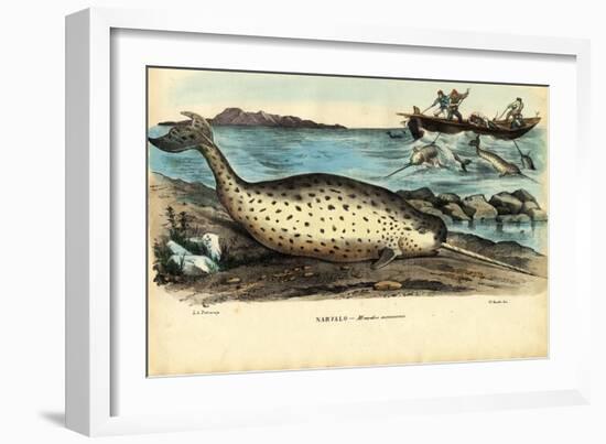 Narwhal, 1863-79-Raimundo Petraroja-Framed Premium Giclee Print