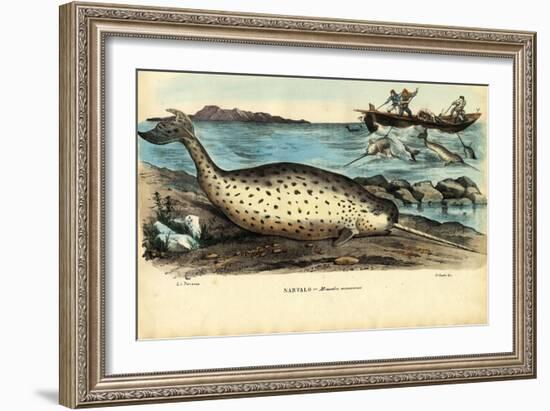 Narwhal, 1863-79-Raimundo Petraroja-Framed Giclee Print