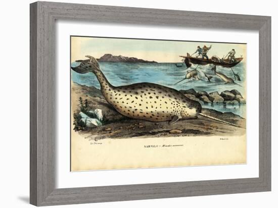 Narwhal, 1863-79-Raimundo Petraroja-Framed Giclee Print