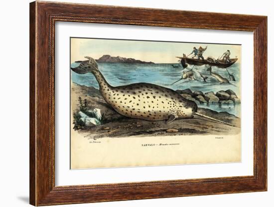 Narwhal, 1863-79-Raimundo Petraroja-Framed Giclee Print