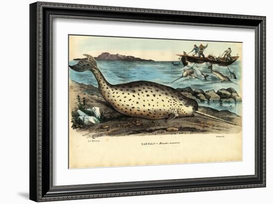 Narwhal, 1863-79-Raimundo Petraroja-Framed Giclee Print