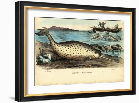 Narwhal, 1863-79-Raimundo Petraroja-Framed Giclee Print