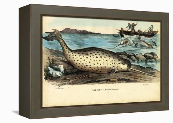 Narwhal, 1863-79-Raimundo Petraroja-Framed Premier Image Canvas