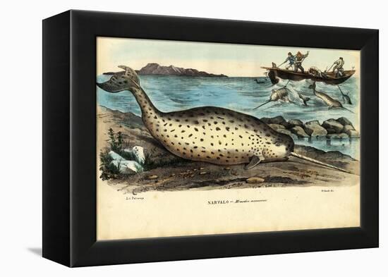 Narwhal, 1863-79-Raimundo Petraroja-Framed Premier Image Canvas