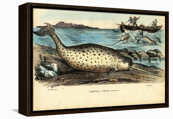 Narwhal, 1863-79-Raimundo Petraroja-Framed Premier Image Canvas