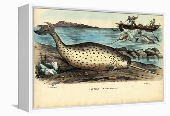 Narwhal, 1863-79-Raimundo Petraroja-Framed Premier Image Canvas