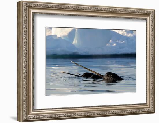 Narwhal (Monodon Monoceros) Showing Tusks Above Water Surface. Baffin Island, Nunavut, Canada-Eric Baccega-Framed Photographic Print