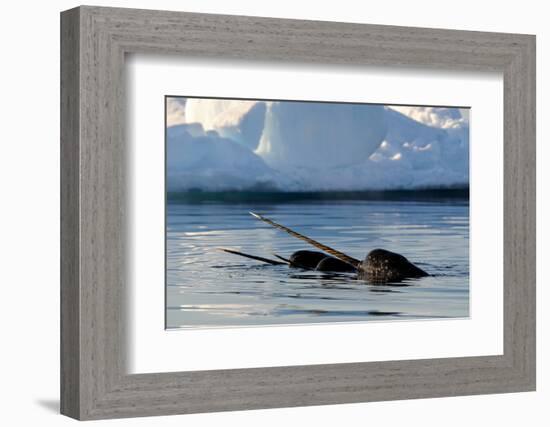 Narwhal (Monodon Monoceros) Showing Tusks Above Water Surface. Baffin Island, Nunavut, Canada-Eric Baccega-Framed Photographic Print