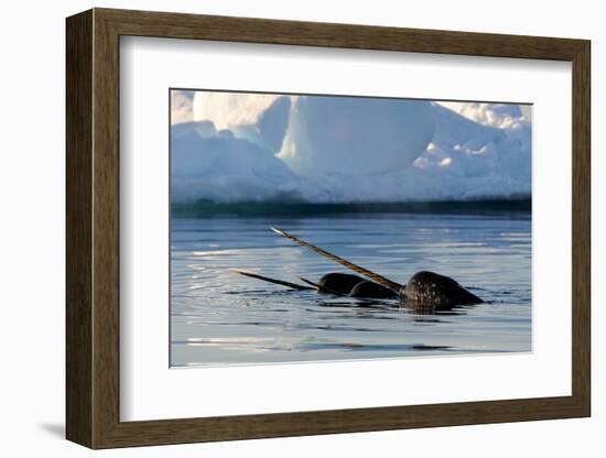 Narwhal (Monodon Monoceros) Showing Tusks Above Water Surface. Baffin Island, Nunavut, Canada-Eric Baccega-Framed Photographic Print