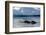 Narwhal (Monodon Monoceros) Showing Tusks Above Water Surface. Baffin Island, Nunavut, Canada-Eric Baccega-Framed Photographic Print