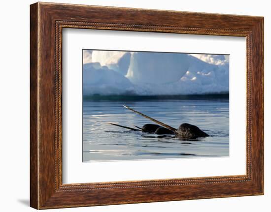 Narwhal (Monodon Monoceros) Showing Tusks Above Water Surface. Baffin Island, Nunavut, Canada-Eric Baccega-Framed Photographic Print