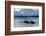 Narwhal (Monodon Monoceros) Showing Tusks Above Water Surface. Baffin Island, Nunavut, Canada-Eric Baccega-Framed Photographic Print