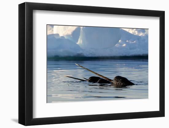 Narwhal (Monodon Monoceros) Showing Tusks Above Water Surface. Baffin Island, Nunavut, Canada-Eric Baccega-Framed Photographic Print