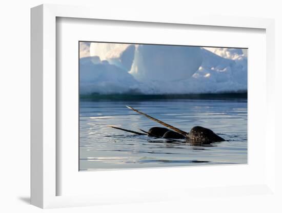 Narwhal (Monodon Monoceros) Showing Tusks Above Water Surface. Baffin Island, Nunavut, Canada-Eric Baccega-Framed Photographic Print