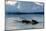 Narwhal (Monodon Monoceros) Showing Tusks Above Water Surface. Baffin Island, Nunavut, Canada-Eric Baccega-Mounted Photographic Print