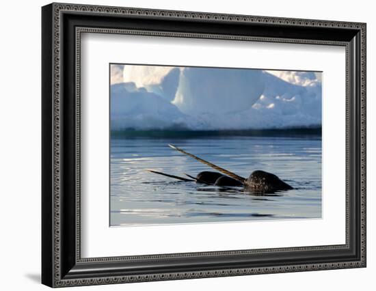 Narwhal (Monodon Monoceros) Showing Tusks Above Water Surface. Baffin Island, Nunavut, Canada-Eric Baccega-Framed Photographic Print