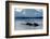 Narwhal (Monodon Monoceros) Showing Tusks Above Water Surface. Baffin Island, Nunavut, Canada-Eric Baccega-Framed Photographic Print