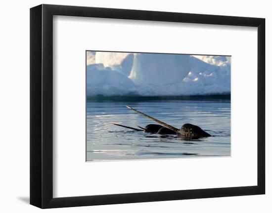 Narwhal (Monodon Monoceros) Showing Tusks Above Water Surface. Baffin Island, Nunavut, Canada-Eric Baccega-Framed Photographic Print