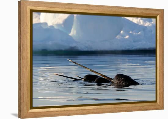 Narwhal (Monodon Monoceros) Showing Tusks Above Water Surface. Baffin Island, Nunavut, Canada-Eric Baccega-Framed Premier Image Canvas