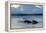 Narwhal (Monodon Monoceros) Showing Tusks Above Water Surface. Baffin Island, Nunavut, Canada-Eric Baccega-Framed Premier Image Canvas