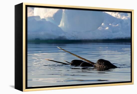 Narwhal (Monodon Monoceros) Showing Tusks Above Water Surface. Baffin Island, Nunavut, Canada-Eric Baccega-Framed Premier Image Canvas