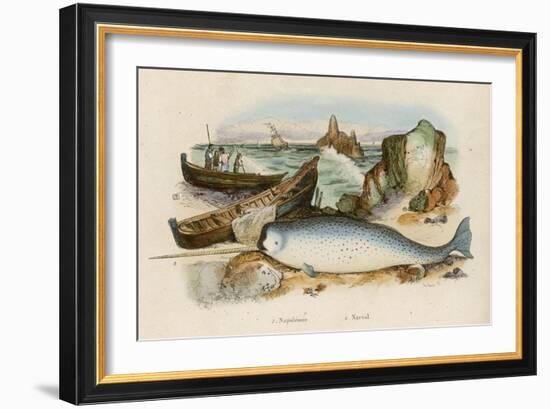 Narwhal-Du Casse-Framed Art Print