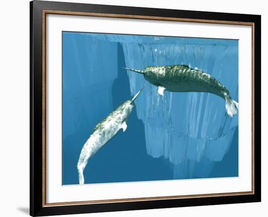 Narwhals-Christian Darkin-Framed Photographic Print