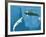 Narwhals-Christian Darkin-Framed Photographic Print