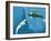 Narwhals-Christian Darkin-Framed Photographic Print