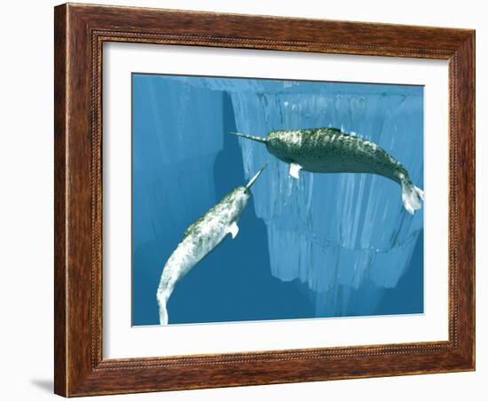 Narwhals-Christian Darkin-Framed Photographic Print