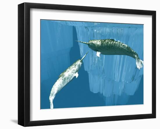 Narwhals-Christian Darkin-Framed Photographic Print