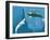 Narwhals-Christian Darkin-Framed Photographic Print