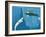 Narwhals-Christian Darkin-Framed Photographic Print