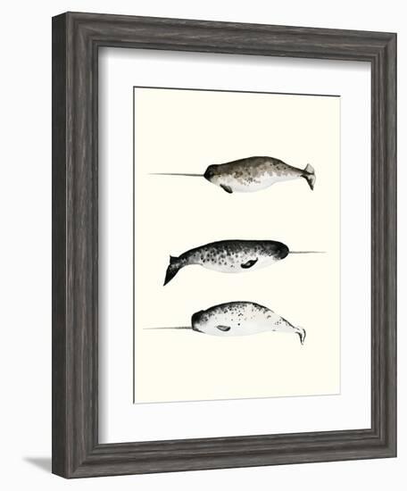 Narwhals-Natasha Marie-Framed Premium Giclee Print