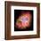 NASA - Crab Nebula - Dead Star-null-Framed Premium Giclee Print