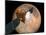 Nasa's Mars Telecommunications Orbiter in Flight around Mars-Stocktrek Images-Mounted Photographic Print