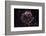 NASA - Supernova Remnant Cassiopeia A-null-Framed Premium Giclee Print