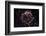 NASA - Supernova Remnant Cassiopeia A-null-Framed Premium Giclee Print