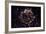 NASA - Supernova Remnant Cassiopeia A-null-Framed Art Print