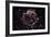 NASA - Supernova Remnant Cassiopeia A-null-Framed Art Print