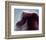 NASA - The Horsehead Nebula-null-Framed Premium Giclee Print